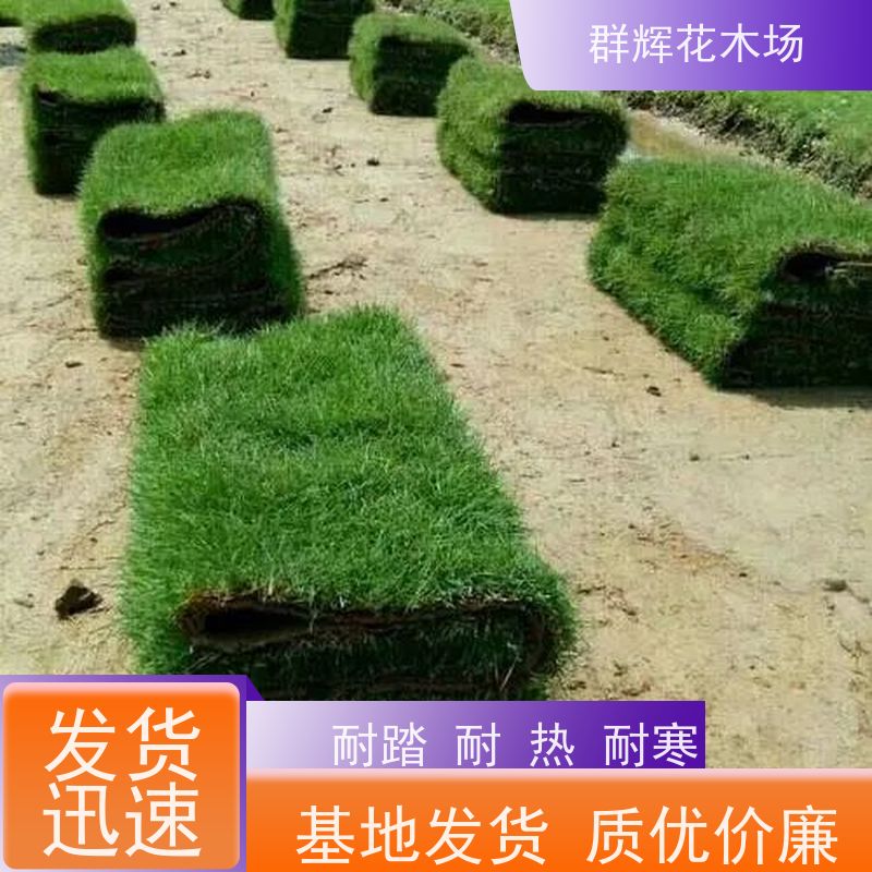 百 色 绿化工程草皮  草坪基地  维护保养容易 群辉花木场