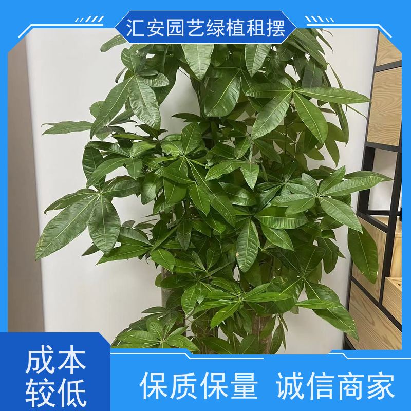 汇安园艺绿植租摆  花卉租赁 公司