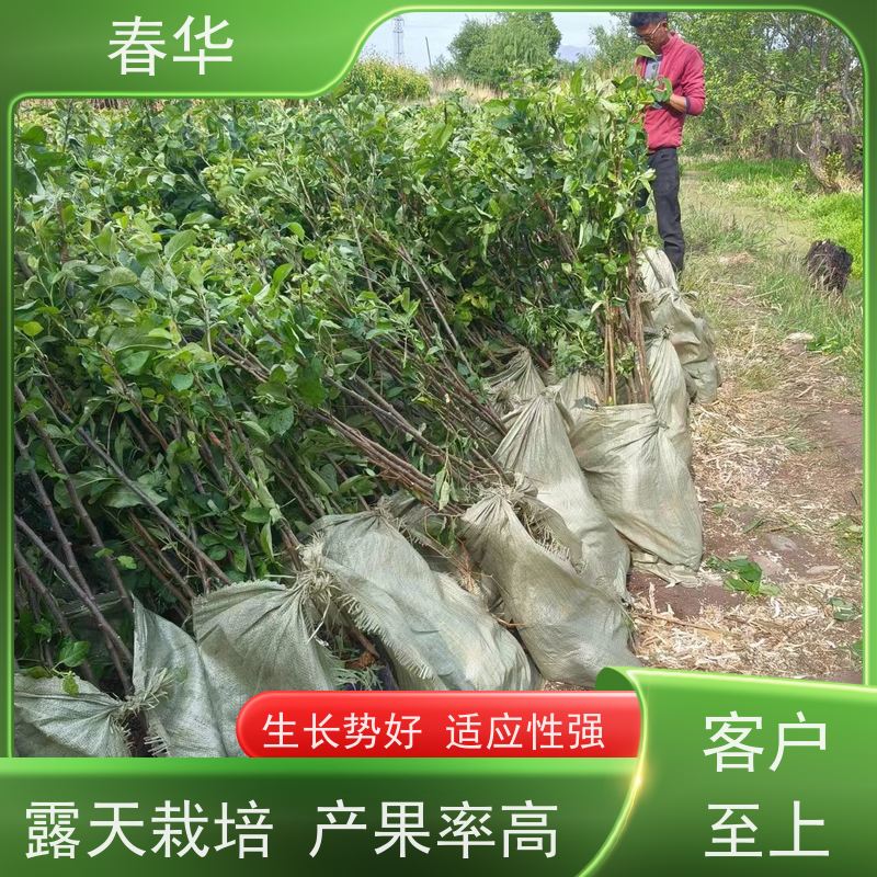 春华 苹果树小树苗 自己嫁接培育  量多更优惠  性价比高