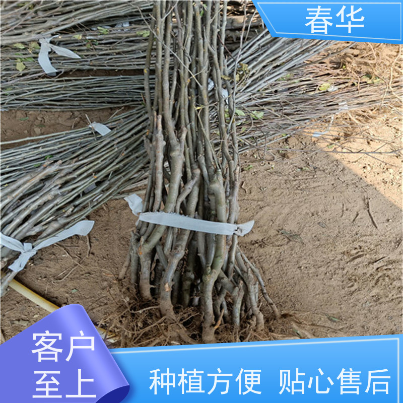 春华 苹果树小树苗 露天种植长势好 根系发达易成活