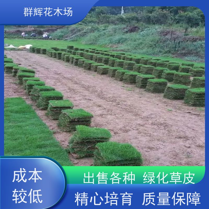 钦 州 步行街草皮  景观绿化工程草坪  维护保养容易 群辉花木场