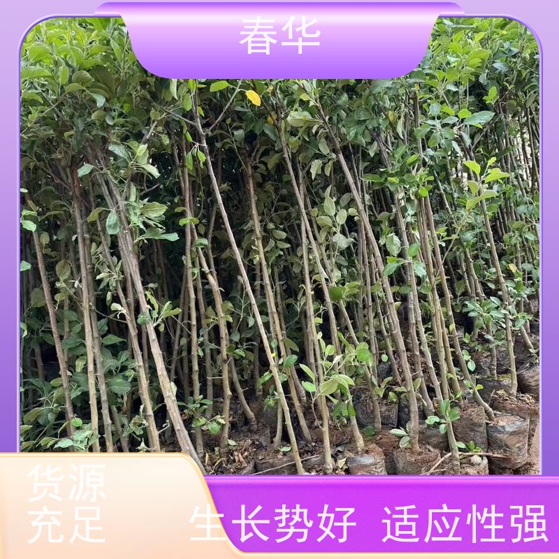 春华 批发苹果树袋苗 移栽时操作简便 苗木粗壮 物流运送快 