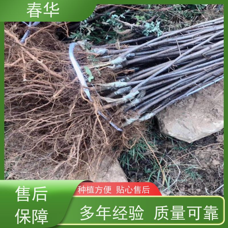 春华 苹果树袋苗 露天种植适应性强 挂果快 产量高 品质放心