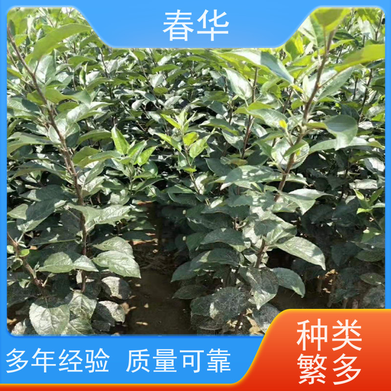 春华 苹果树小树苗 露天种植适应性强 性价比高 量多更优惠