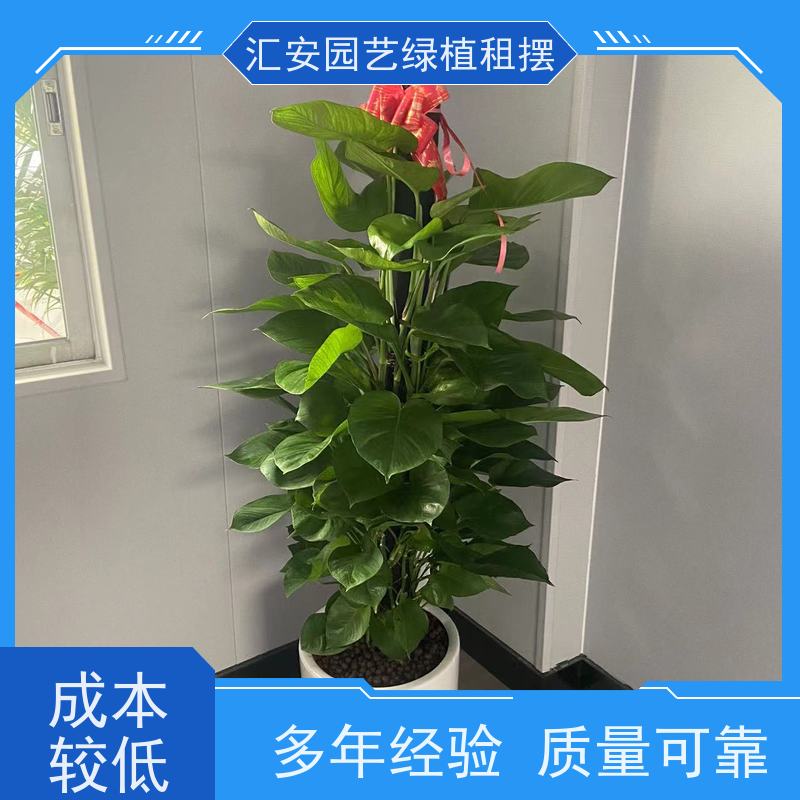 汇安园艺绿植租赁  写字楼花卉出租 性价比高