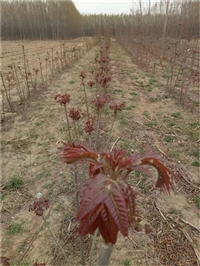 山东红香椿苗基地　