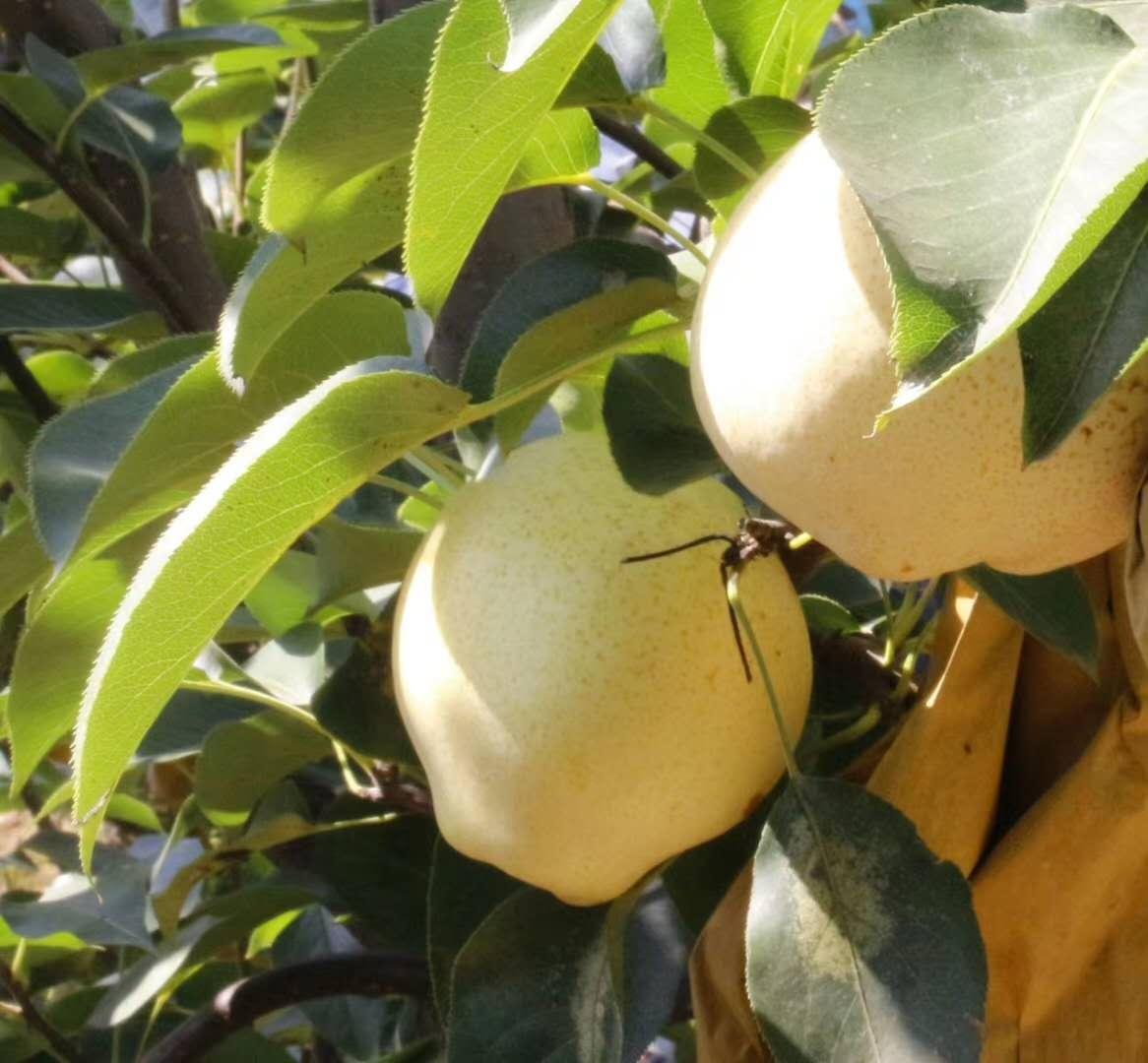 山农酥梨树苗基地 山农酥梨树苗价格