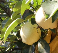 山农酥梨树苗基地 山农酥梨树苗价格