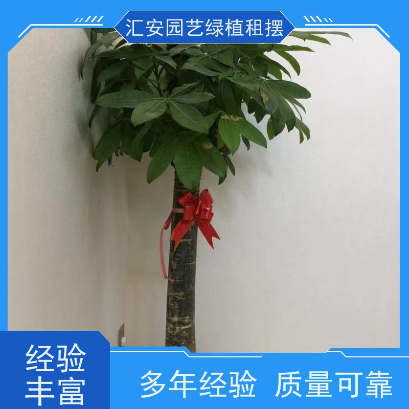 汇安园艺  绿植造景 性价比高