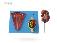 肾剖面、肾单位、肾小球模型 ，洪宇医教