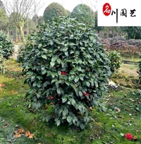 成都茶花种植基地_供应造型茶花树_精品茶花球_茶花价格行情