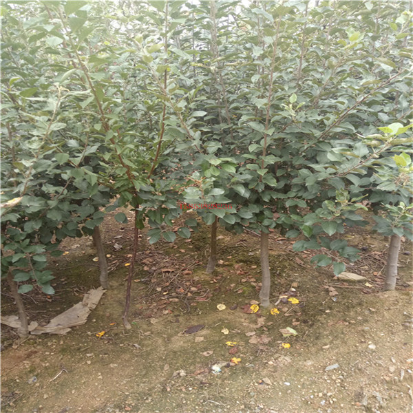 泰安苹果树苗规格