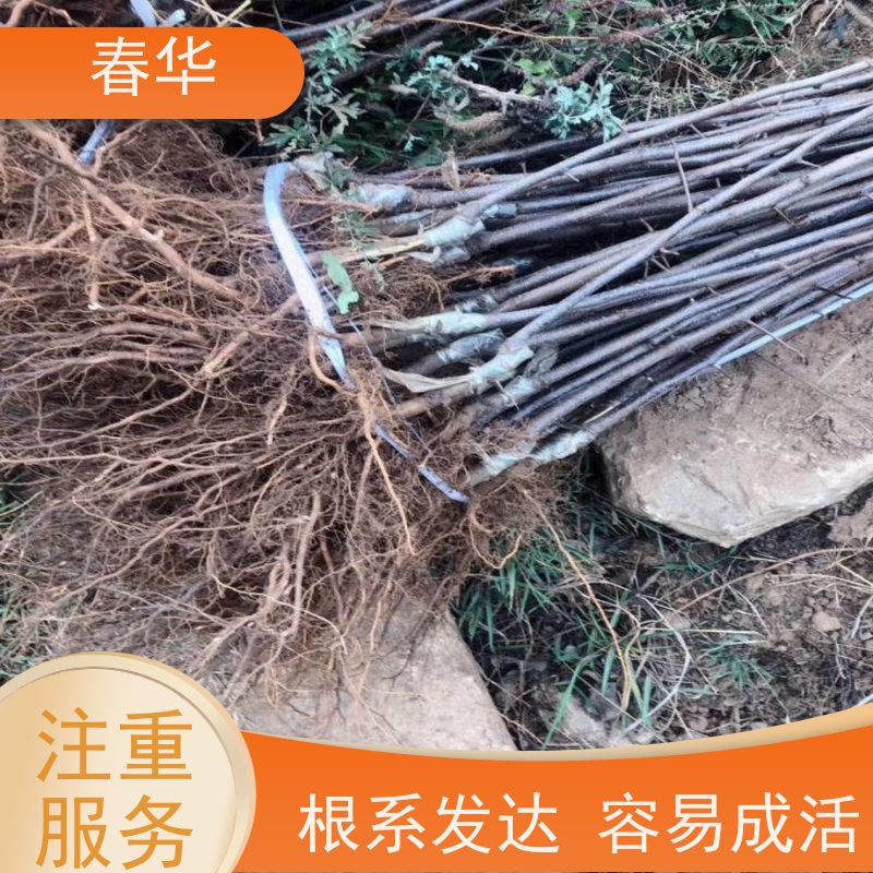 春华 苹果营养袋苗 露天种植长势好 性价比高 量多更优惠