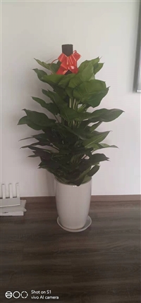 供应北京花卉绿植出租租摆销售