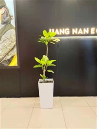 北京花卉租摆 北京绿植租赁出租 北京绿锦缘园艺有限公司