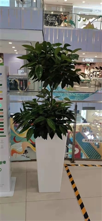 北京花卉租摆 花卉出租 北京绿锦缘园艺有限公司