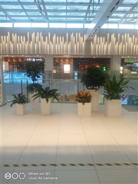 三元桥花卉租摆 三元桥办公花卉绿植出租服务