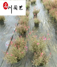 基地供应千鸟花山桃草-好养易活基地直供-花坛花境花海装饰花卉