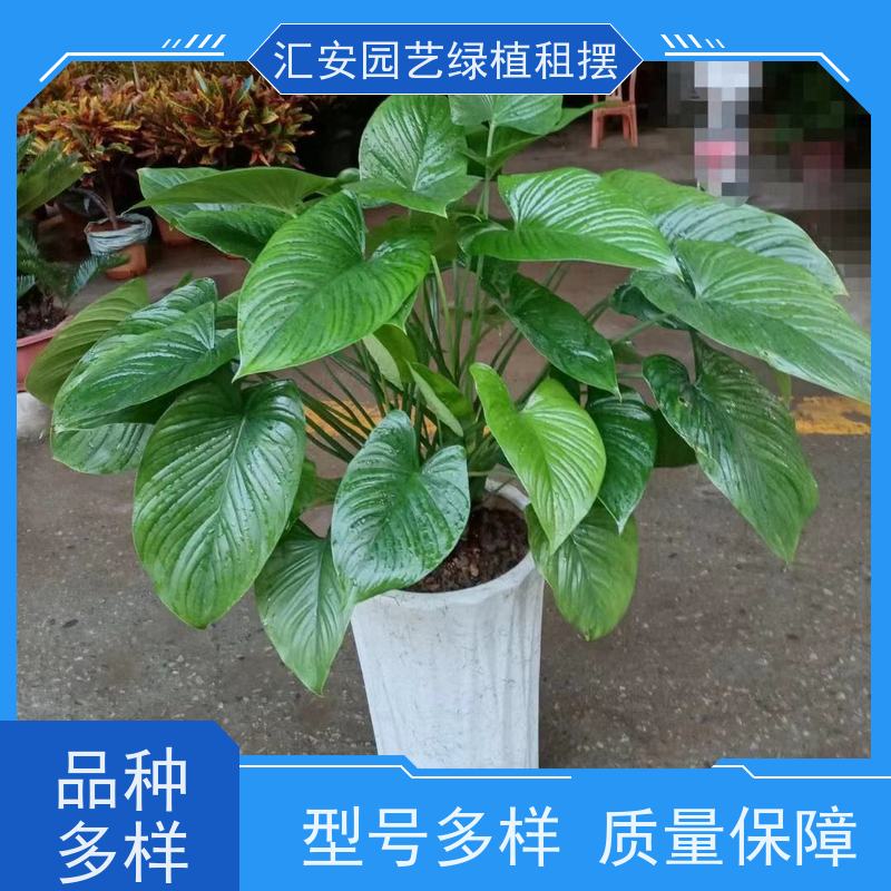 汇安园艺  鲜花绿植出租 性价比高