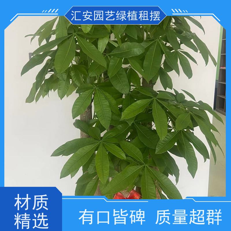 汇安园艺  植物养护 公司