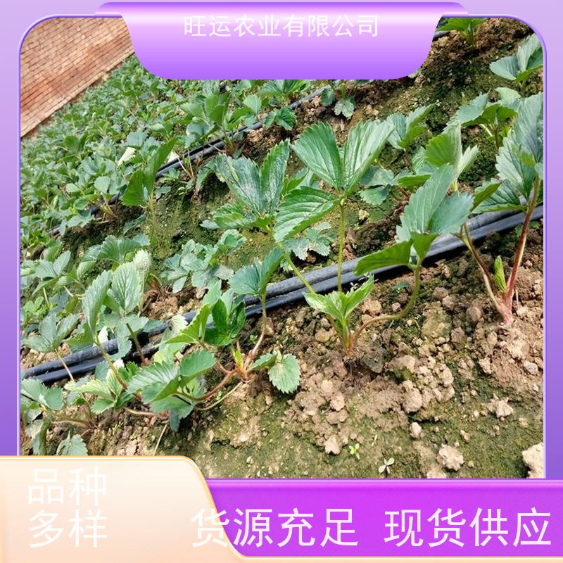 旺运农业种植批发基地 隋珠红玉粉玉等种类齐全 现挖现发 坤垯