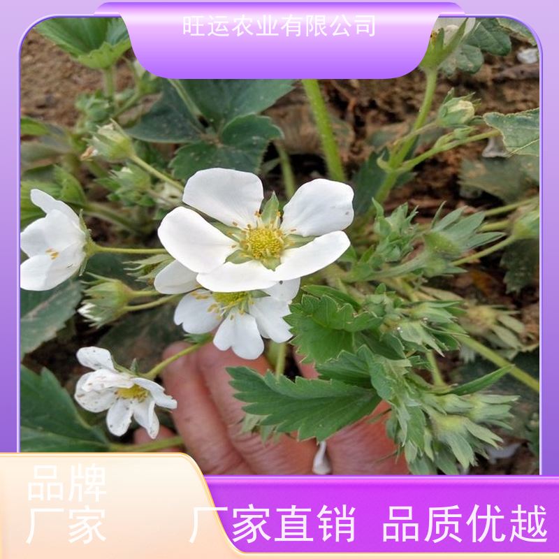 基地供应 妙香七号旺运农业批发 植株健壮 根系发达当年接果