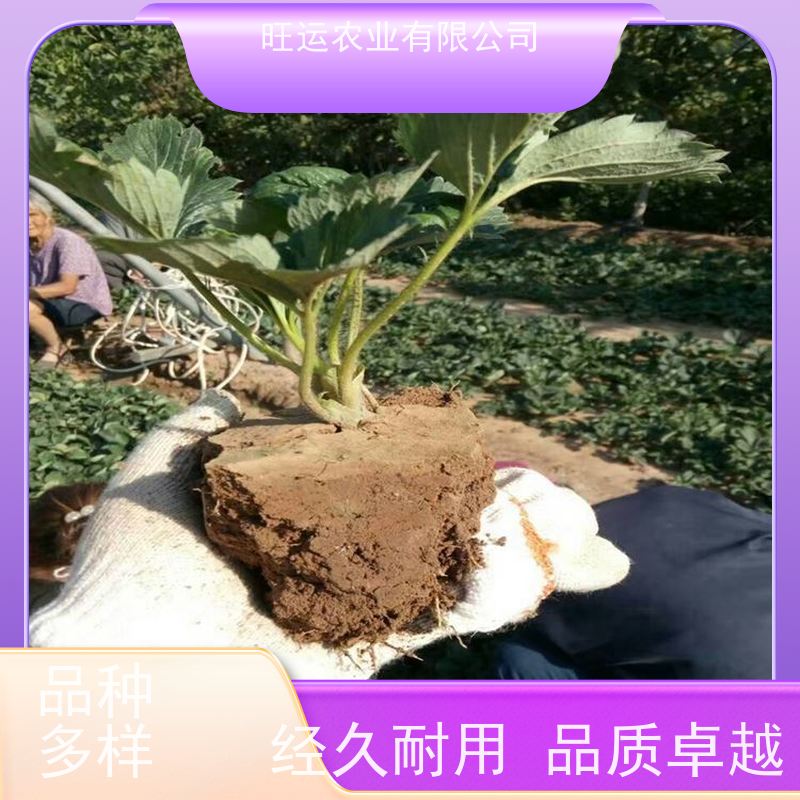 旺运农业 基地供应旺运农业 红颜章姬粉玉品种齐全 生长强势