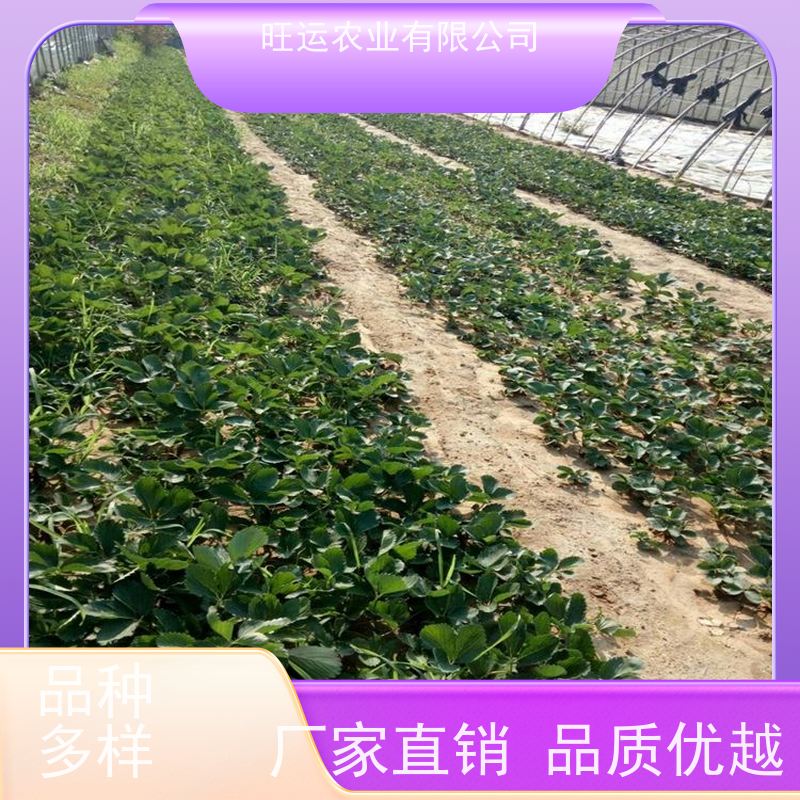 甜宝旺运农业 旺运农业园艺场常年种植培育草莓苗 成活率高