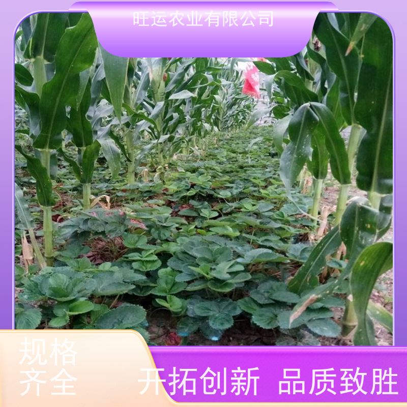 荣刚园艺 成活率90% 脱毒隋珠旺运农业 早熟香野草莓苗种植基地