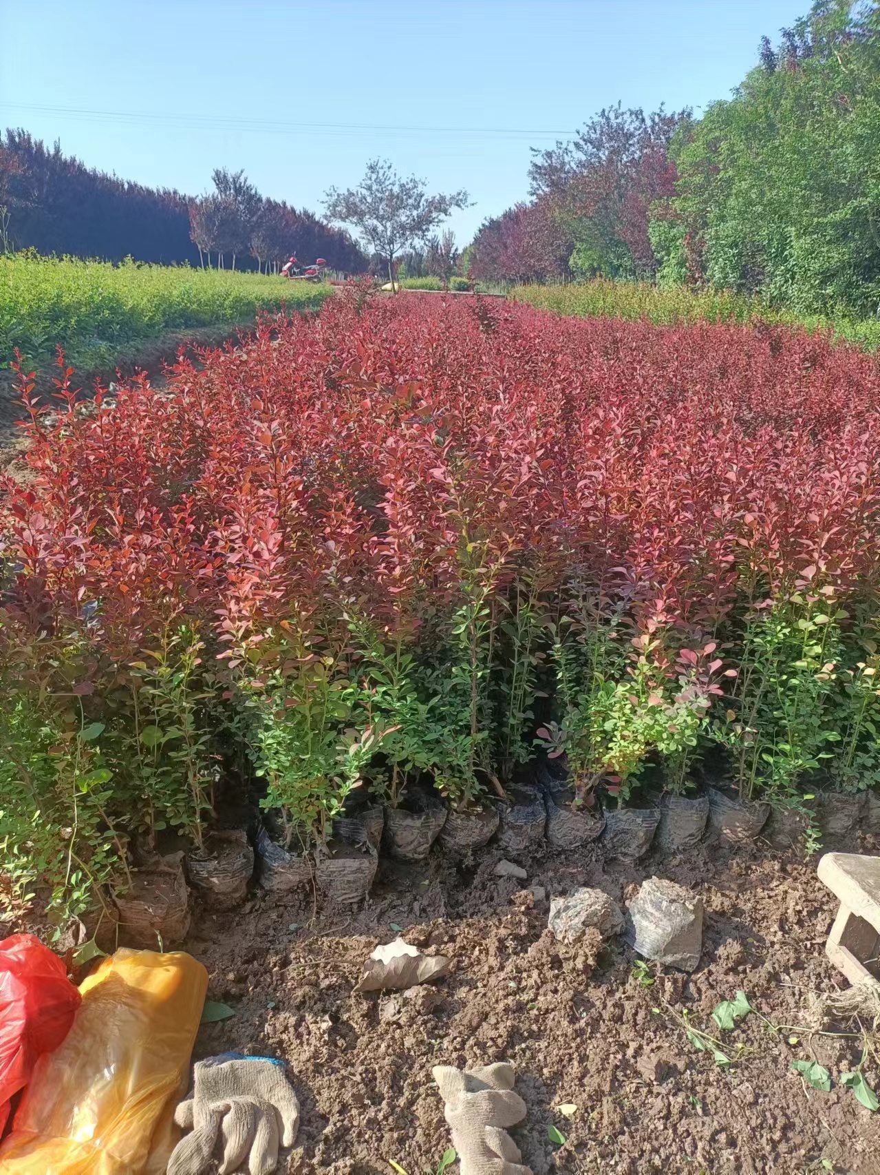 陕西红叶小檗种植基地  西安红叶小檗批发价格