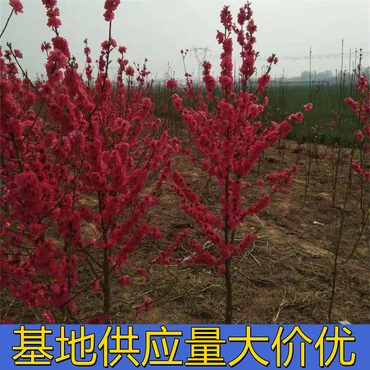 满天红碧桃 花镜花坛造景树 绿化工程行道树 基地种植