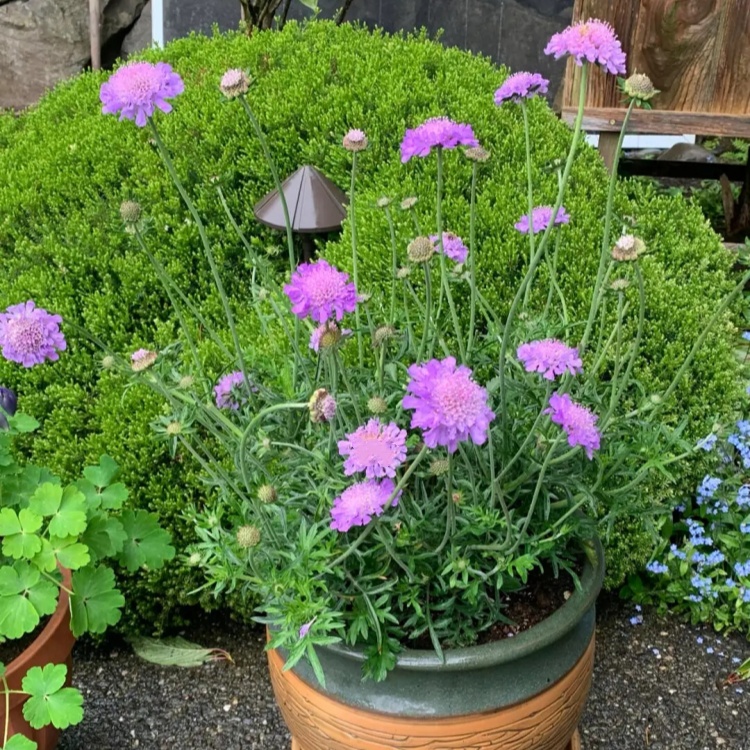 多色系蓝盆花 观花植物 花坛花境点缀盆栽地栽绿化工程苗