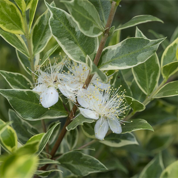 花叶香桃木 四季常绿 基地大量种植 绿化工程观赏苗木