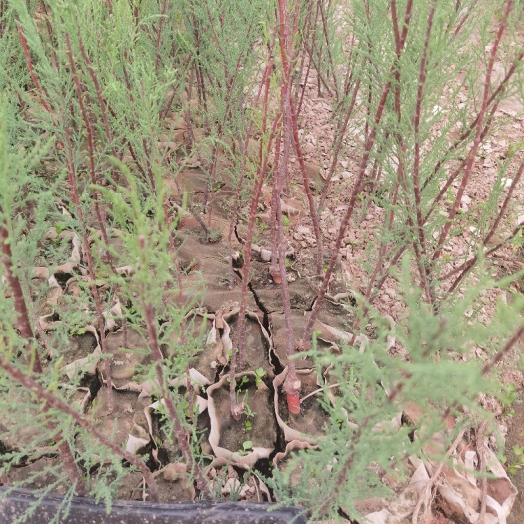 苗圃红柳苗 柽柳苗 荒山造景护坡绿化工程苗 园林景区列植