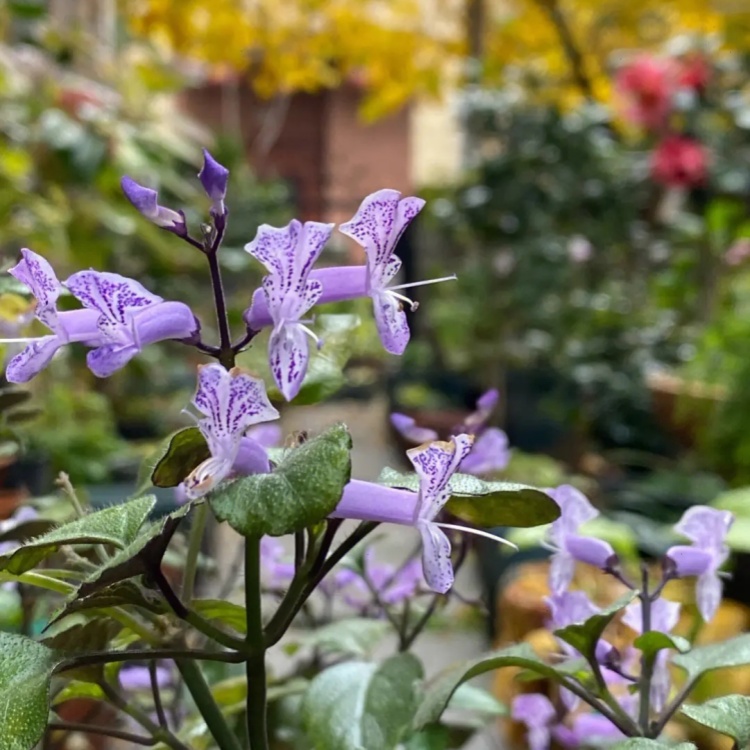 特丽莎香茶菜别名梦幻紫盆栽花坛花镜点缀地被草花 规格齐全