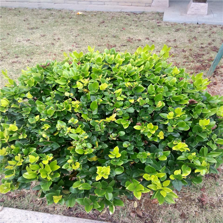 金森女贞小苗 基地大量种植 绿化工程球 造景栽植苗