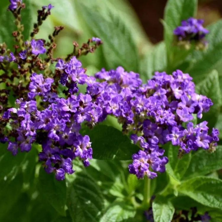 布莱特香水草盆栽观花绿植 小区庭院公园造景绿化 花坛花境点缀