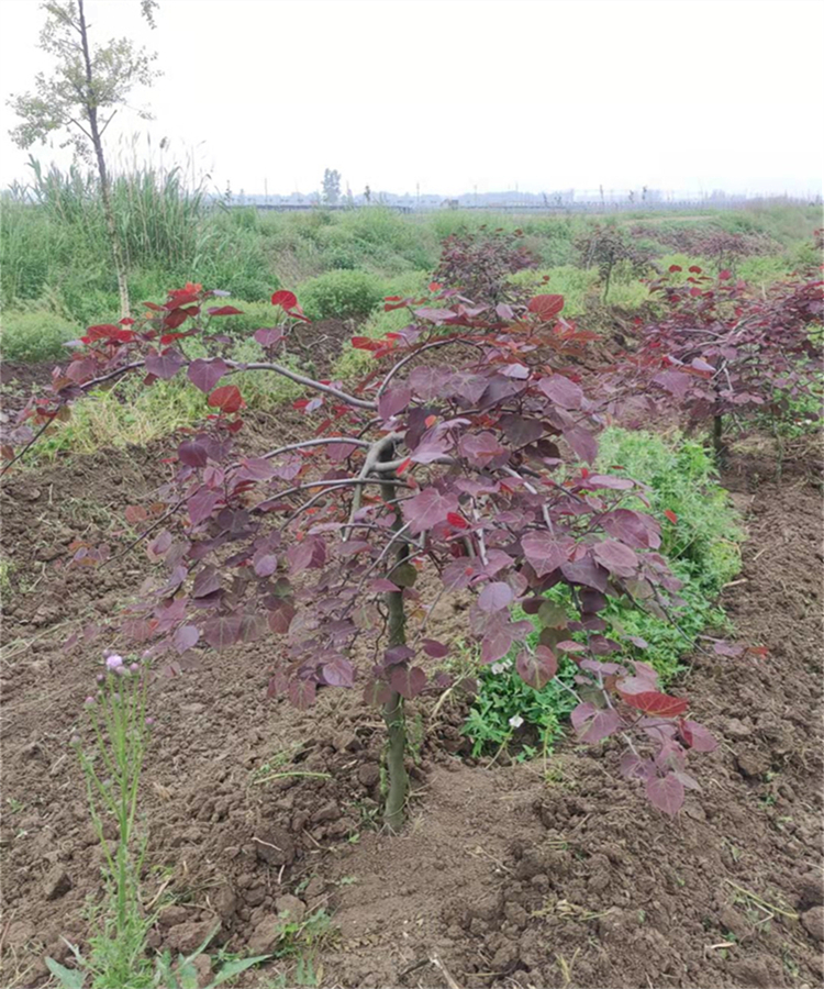 加拿大紫荆 垂枝 红宝石瀑布 金心 绿化造景 景观树