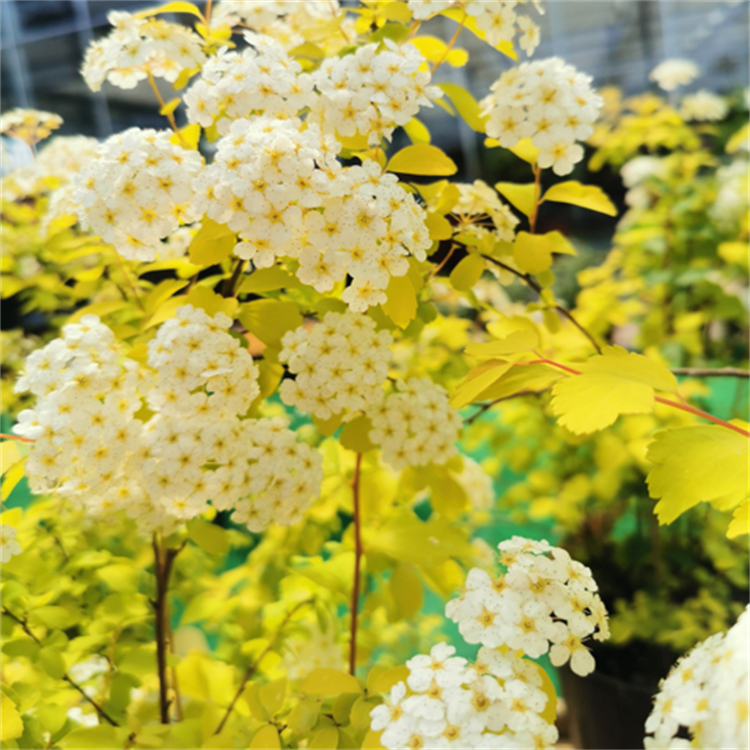 三裂绣线菊 根系好 花灌木 别墅 小区 庭院 观花种植苗木 绿化工程苗