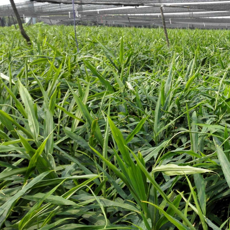 姜花小苗 盆栽绿化观赏苗 阳台庭院种植观花植物 多色系