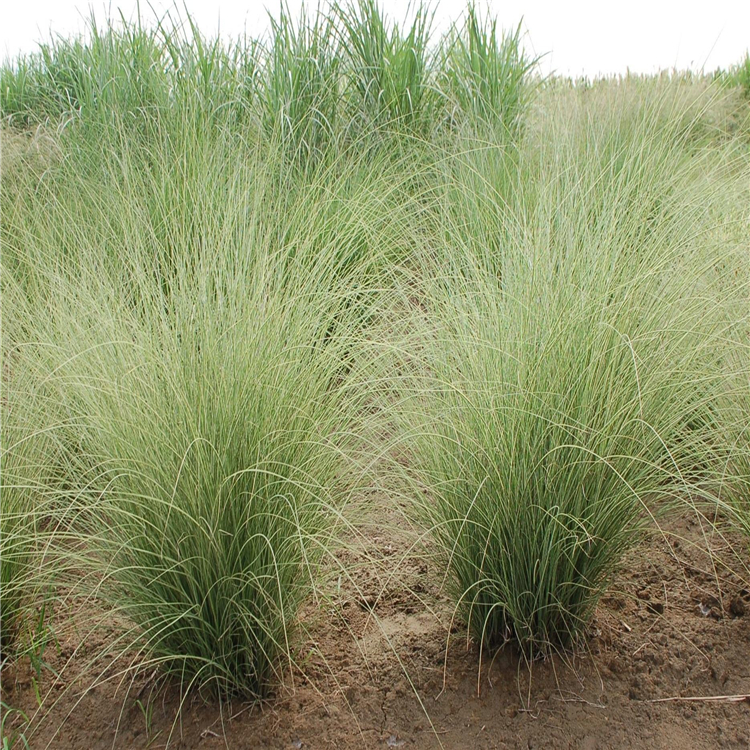 画眉草小苗 基地大量种植 杯苗袋苗 绿化工程草类栽植