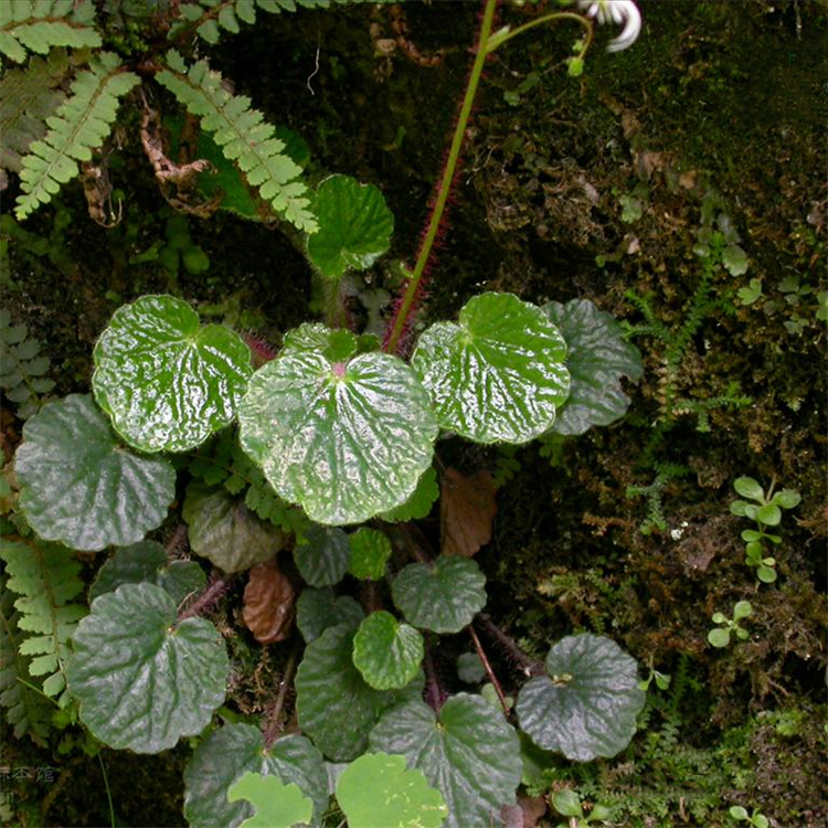 虎耳草 耐寒 庭院花园地栽盆栽 园林景区地被绿化工程苗