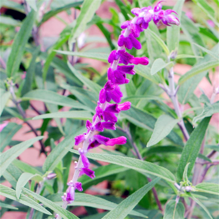 鼠尾草 时令草花 宿根容器苗地被花卉种植基地 多年生植物耐寒