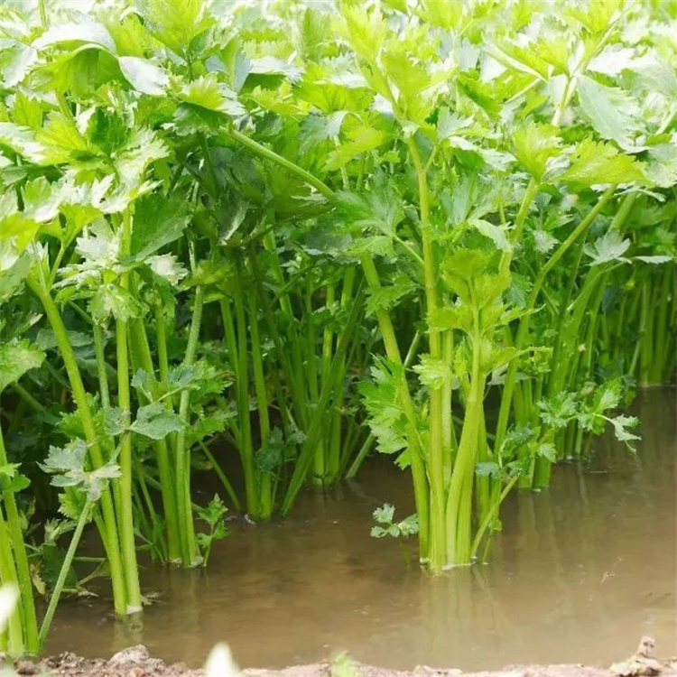 水芹小苗 基地栽植水生绿化工程苗木 河道水体净化种植