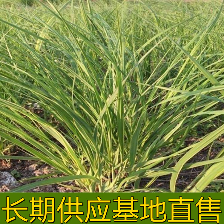 金边大米草 护土固坡绿化 园林地被绿化工程观赏草苗