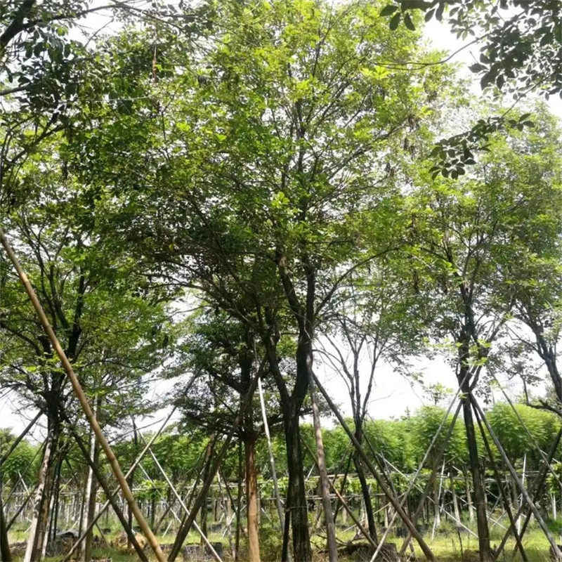 黄花风铃木 地栽全冠移植小苗 景区庭院道路绿化工程行道树