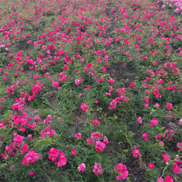 地被月季小苗 花镜花坛造景栽植观赏苗 庭院小区绿化工程苗