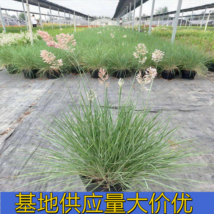 基地出售蜜糖草 多年生草本道路隔离带绿化工程苗花镜切花材料