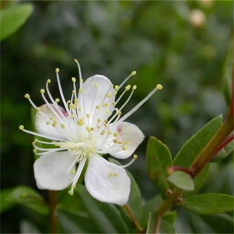 花叶香桃木基地批发 花坛花镜种植观赏苗园林景区绿化工程苗