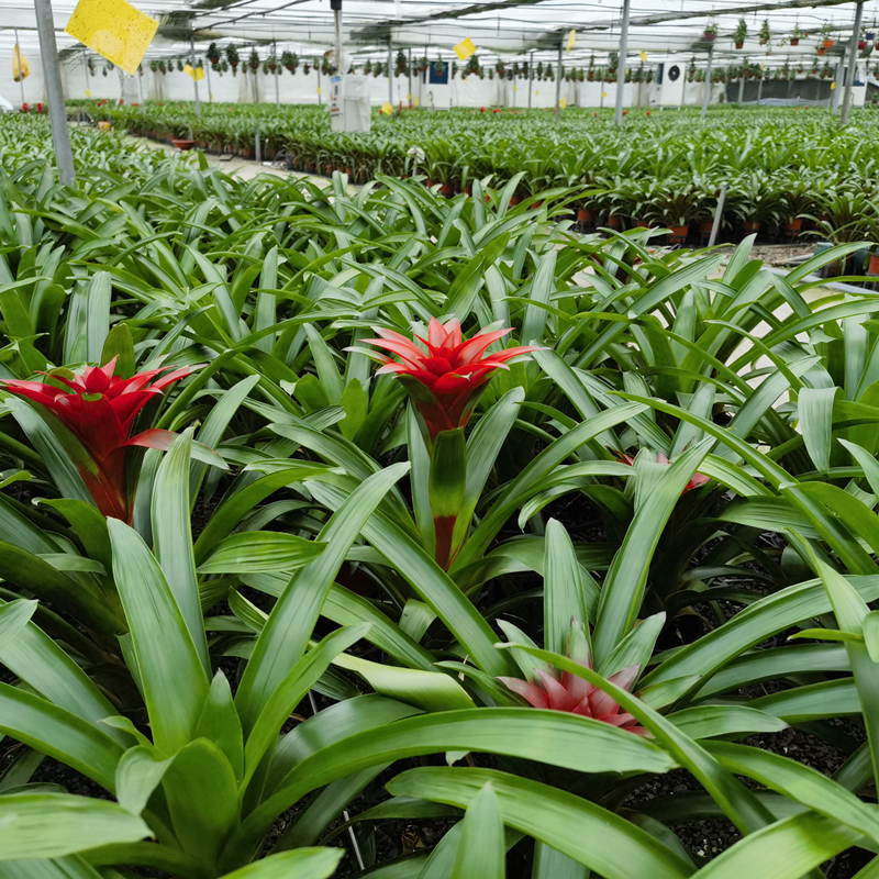 凤梨小苗基地批发 花坛花镜观赏性种植 阳台庭院园林湿地绿化工程苗